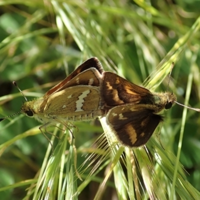 Taractrocera papyria (White-banded Grass-dart) at Mount Painter - 8 Nov 2021 by CathB