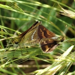 Taractrocera papyria at Cook, ACT - 8 Nov 2021