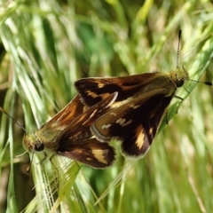 Taractrocera papyria at Cook, ACT - 8 Nov 2021