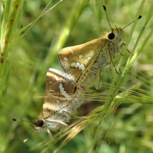 Taractrocera papyria at Cook, ACT - 8 Nov 2021