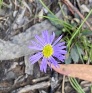 Brachyscome spathulata at Wee Jasper, NSW - 7 Nov 2021