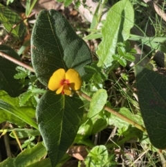 Platylobium montanum subsp. montanum (Mountain Flat Pea) at Wee Jasper, NSW - 7 Nov 2021 by Jubeyjubes