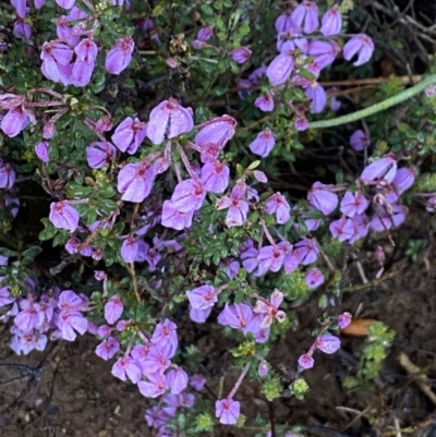 Tetratheca bauerifolia (Heath Pink-bells) at Brindabella, NSW - 8 Nov 2021 by Jubeyjubes