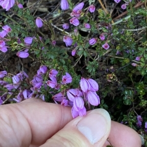 Tetratheca bauerifolia at Brindabella, NSW - 9 Nov 2021