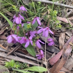 Tetratheca bauerifolia (Heath Pink-bells) at Wee Jasper State Forest - 7 Nov 2021 by Jubeyjubes