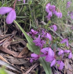 Tetratheca bauerifolia at Wee Jasper, NSW - 7 Nov 2021