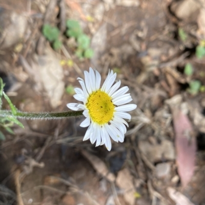 Brachyscome ciliaris (Bushy Cut-leaf Daisy) at Wee Jasper, NSW - 7 Nov 2021 by Jubeyjubes