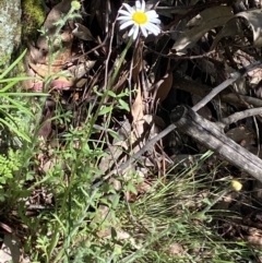 Brachyscome ciliaris var. ciliaris at Wee Jasper, NSW - 7 Nov 2021 01:45 PM