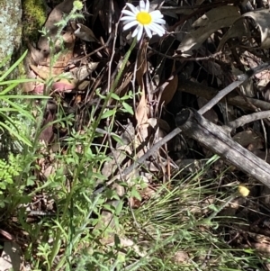 Brachyscome ciliaris var. ciliaris at Wee Jasper, NSW - 7 Nov 2021