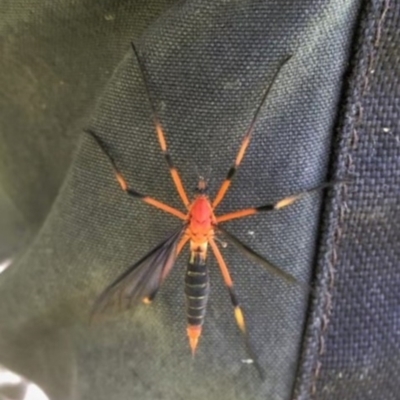 Tipulidae sp. (family) at Mount Painter - 9 Nov 2021 by CathB