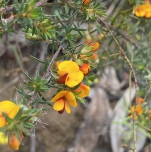 Pultenaea juniperina at Wee Jasper, NSW - 7 Nov 2021