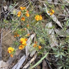 Pultenaea juniperina at Wee Jasper, NSW - 7 Nov 2021