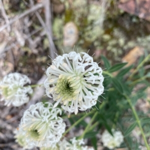 Pimelea treyvaudii at Wee Jasper, NSW - 7 Nov 2021 12:42 PM