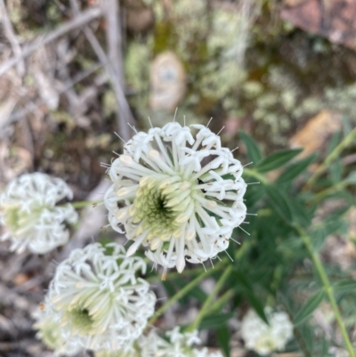 Pimelea treyvaudii (Grey Riceflower) at Wee Jasper, NSW - 7 Nov 2021 by Jubeyjubes