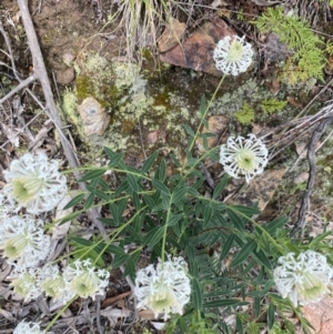 Pimelea treyvaudii at Wee Jasper, NSW - 7 Nov 2021 12:42 PM