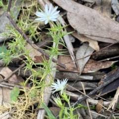 Stellaria pungens (Prickly Starwort) at Wee Jasper, NSW - 7 Nov 2021 by Jubeyjubes