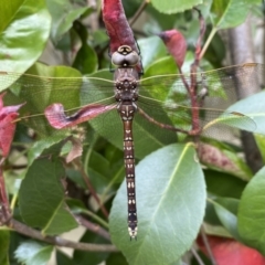 Adversaeschna brevistyla (Blue-spotted Hawker) at Jerrabomberra, NSW - 10 Nov 2021 by SteveBorkowskis