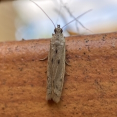 Phycitinae (subfamily) (A snout moth) at Jerrabomberra, NSW - 10 Nov 2021 by SteveBorkowskis
