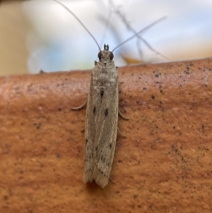 Phycitinae (subfamily) at Jerrabomberra, NSW - 10 Nov 2021