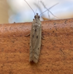 Phycitinae (subfamily) at Jerrabomberra, NSW - suppressed