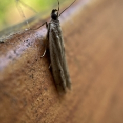 Phycitinae (subfamily) at Jerrabomberra, NSW - suppressed