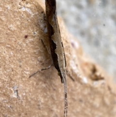 Plutella xylostella (Diamondback Moth) at Jerrabomberra, NSW - 10 Nov 2021 by SteveBorkowskis