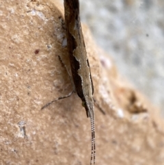 Plutella xylostella (Diamondback Moth) at Jerrabomberra, NSW - 10 Nov 2021 by Steve_Bok