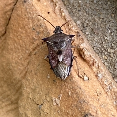 Oechalia schellenbergii (Spined Predatory Shield Bug) at Jerrabomberra, NSW - 10 Nov 2021 by Steve_Bok