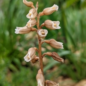 Gastrodia sesamoides at Wright, ACT - suppressed