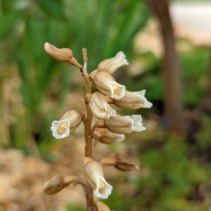 Gastrodia sesamoides at Wright, ACT - suppressed