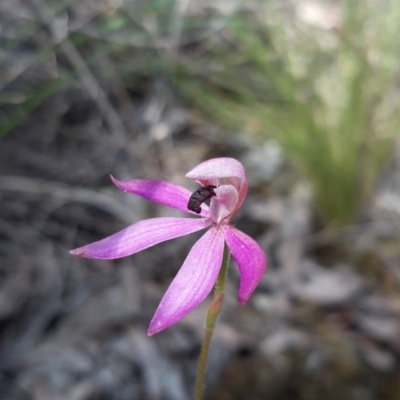 Caladenia congesta (Pink Caps) at Acton, ACT - 8 Nov 2021 by mlech