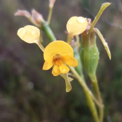 Diuris aequalis (Buttercup Doubletail) at Boro - 9 Nov 2021 by mlech