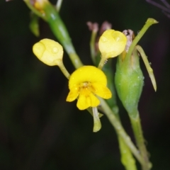 Diuris aequalis at Boro, NSW - 10 Nov 2021