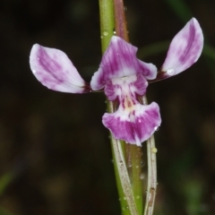 Diuris dendrobioides (Late Mauve Doubletail) at Stromlo, ACT by mlech