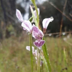 Diuris dendrobioides at suppressed - suppressed