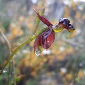 Caleana major at Jerrabomberra, NSW - 5 Nov 2021