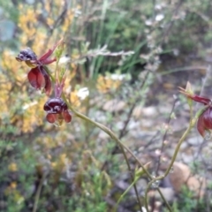 Caleana major at Jerrabomberra, NSW - 5 Nov 2021