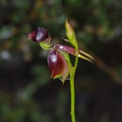 Caleana major at Jerrabomberra, NSW - 5 Nov 2021