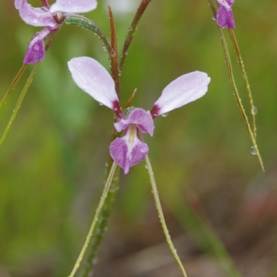 Diuris punctata var. punctata (Purple Donkey Orchid) at suppressed - 9 Nov 2021 by mlech