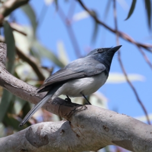 Myiagra rubecula at Hackett, ACT - 9 Nov 2021