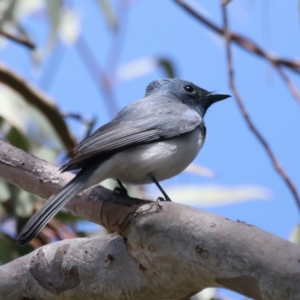 Myiagra rubecula at Hackett, ACT - 9 Nov 2021