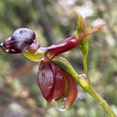 Caleana major (Large Duck Orchid) at Mount Jerrabomberra QP - 5 Nov 2021 by AJB