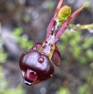 Caleana major at Jerrabomberra, NSW - 5 Nov 2021