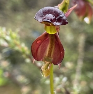 Caleana major at Jerrabomberra, NSW - 5 Nov 2021