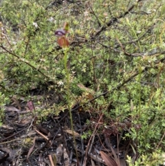 Caleana major at Jerrabomberra, NSW - 5 Nov 2021