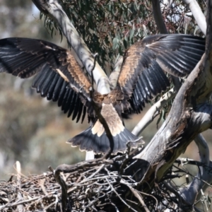 Aquila audax at Ainslie, ACT - 9 Nov 2021