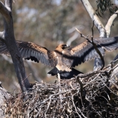 Aquila audax at Ainslie, ACT - 9 Nov 2021