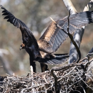 Aquila audax at Ainslie, ACT - suppressed