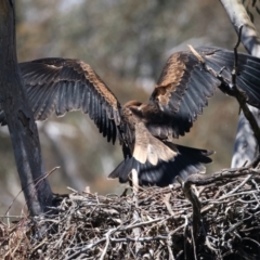 Aquila audax at Ainslie, ACT - 9 Nov 2021