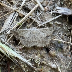 Taxeotis intextata (Looper Moth, Grey Taxeotis) at Murrumbateman, NSW - 9 Nov 2021 by SimoneC